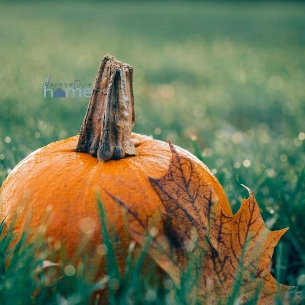 A pumpkin sitting in grass.