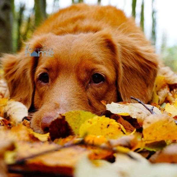A dog laying on leaves.
