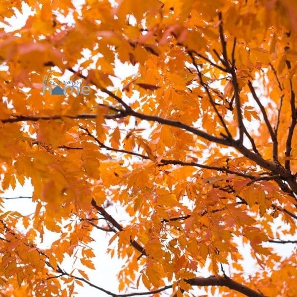 A tree in full fall color.