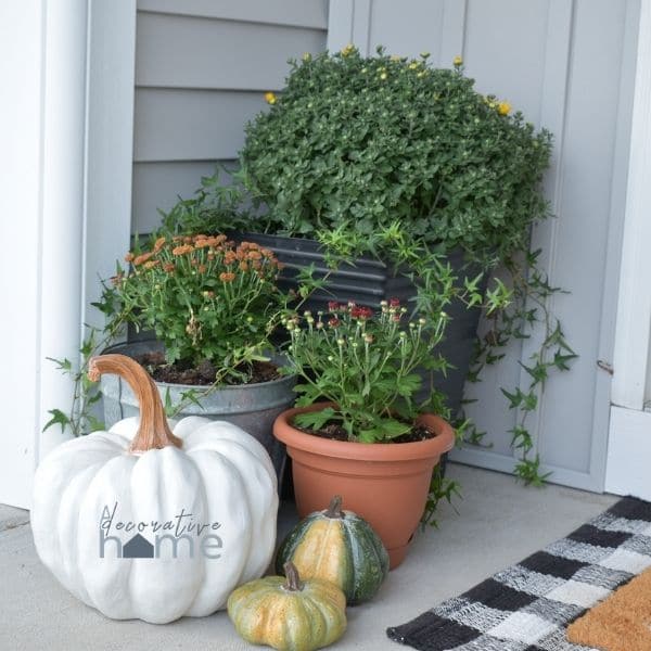 Three containers with mums and a white pumpkin.